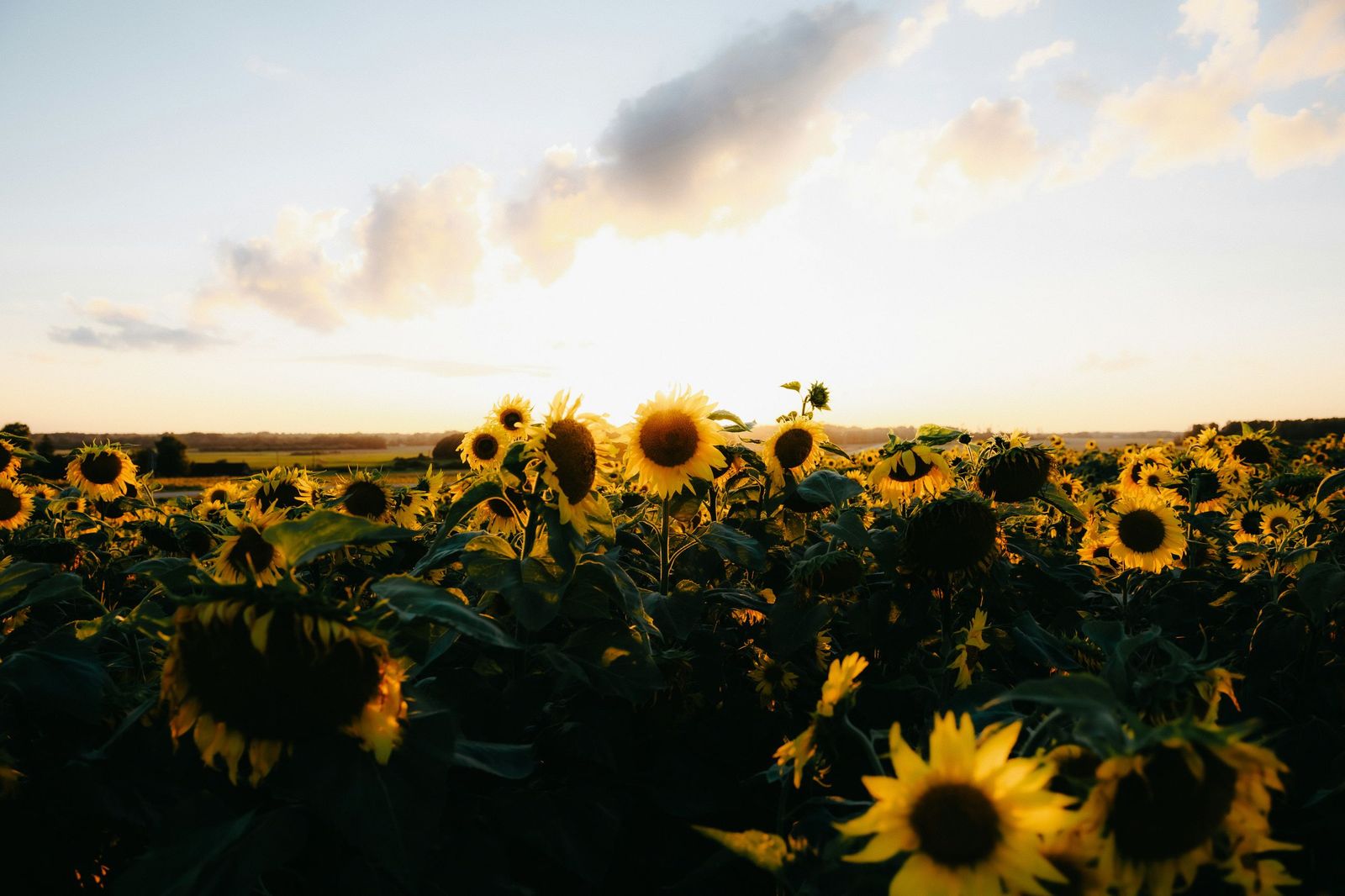 kristaps-ungurs-oZDypWhABlg-unsplash