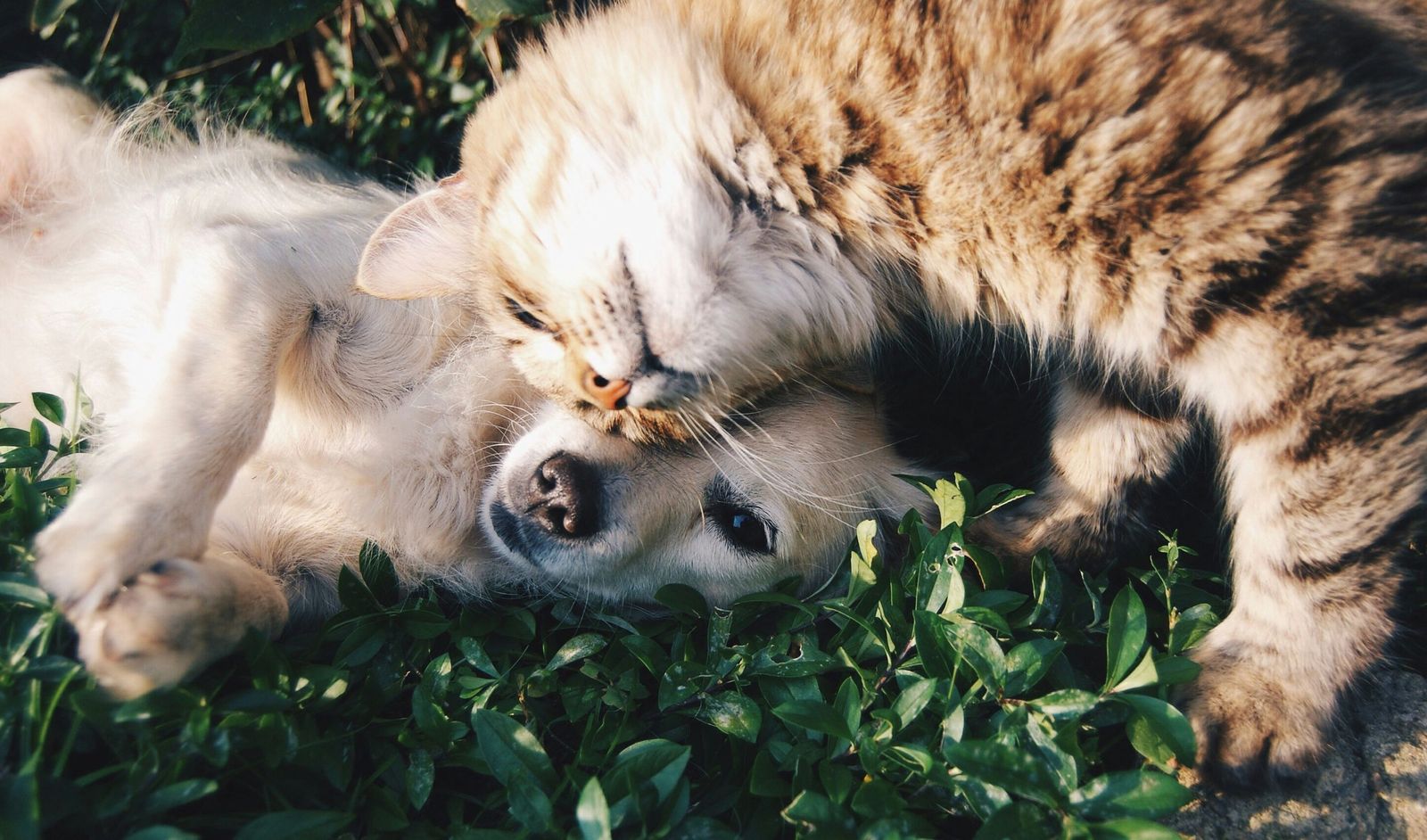 La UE aprueba las primeras normas comunes para proteger a perros y gatos