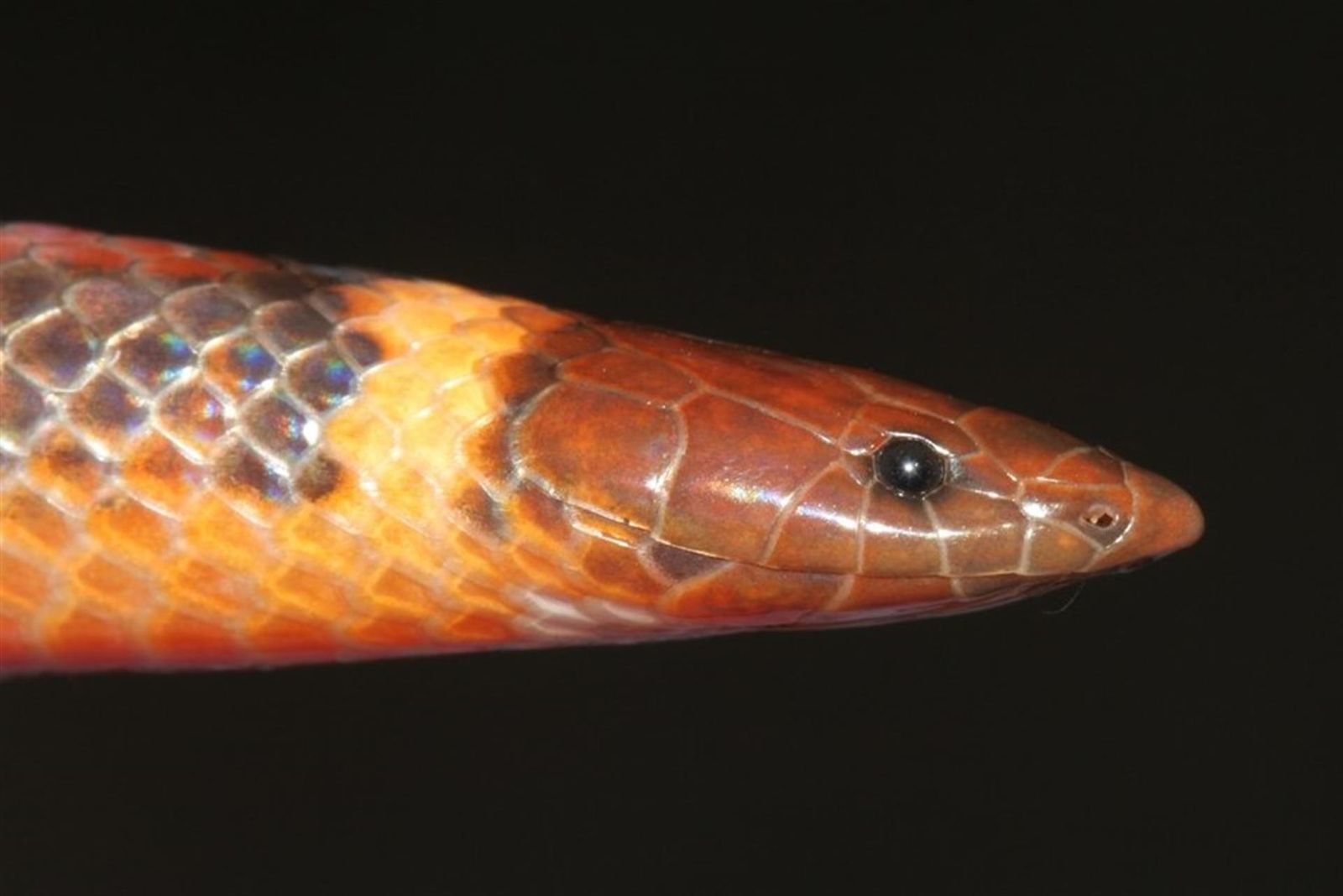 Descubren una nueva especie de serpiente subterránea en Paraguay