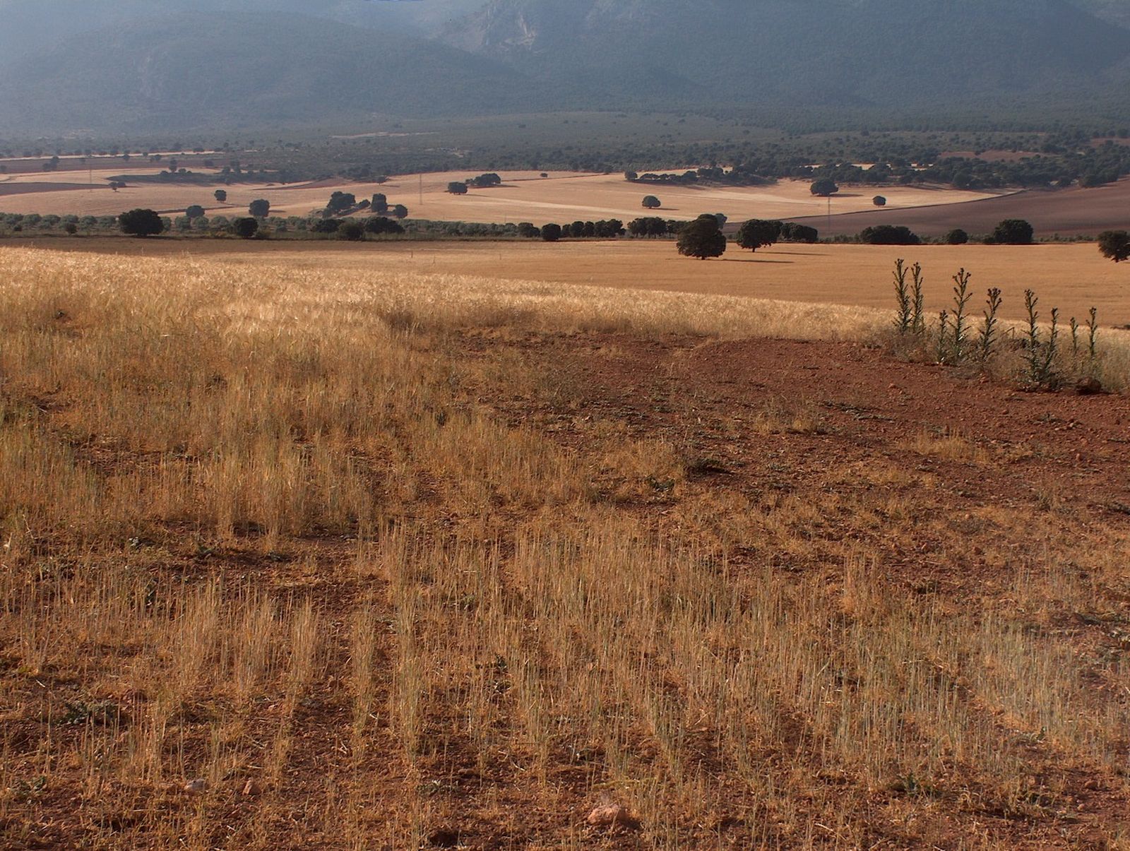 Archivo - Campo