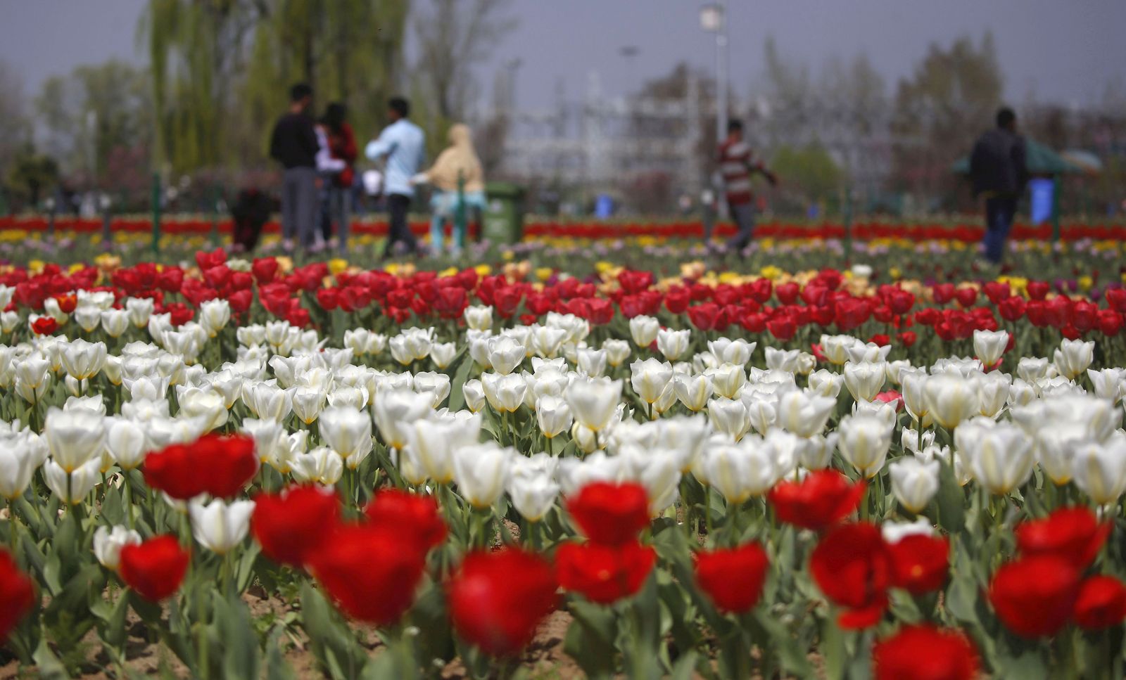 La Cachemira india reabre el jardín de tulipanes más grande de Asia