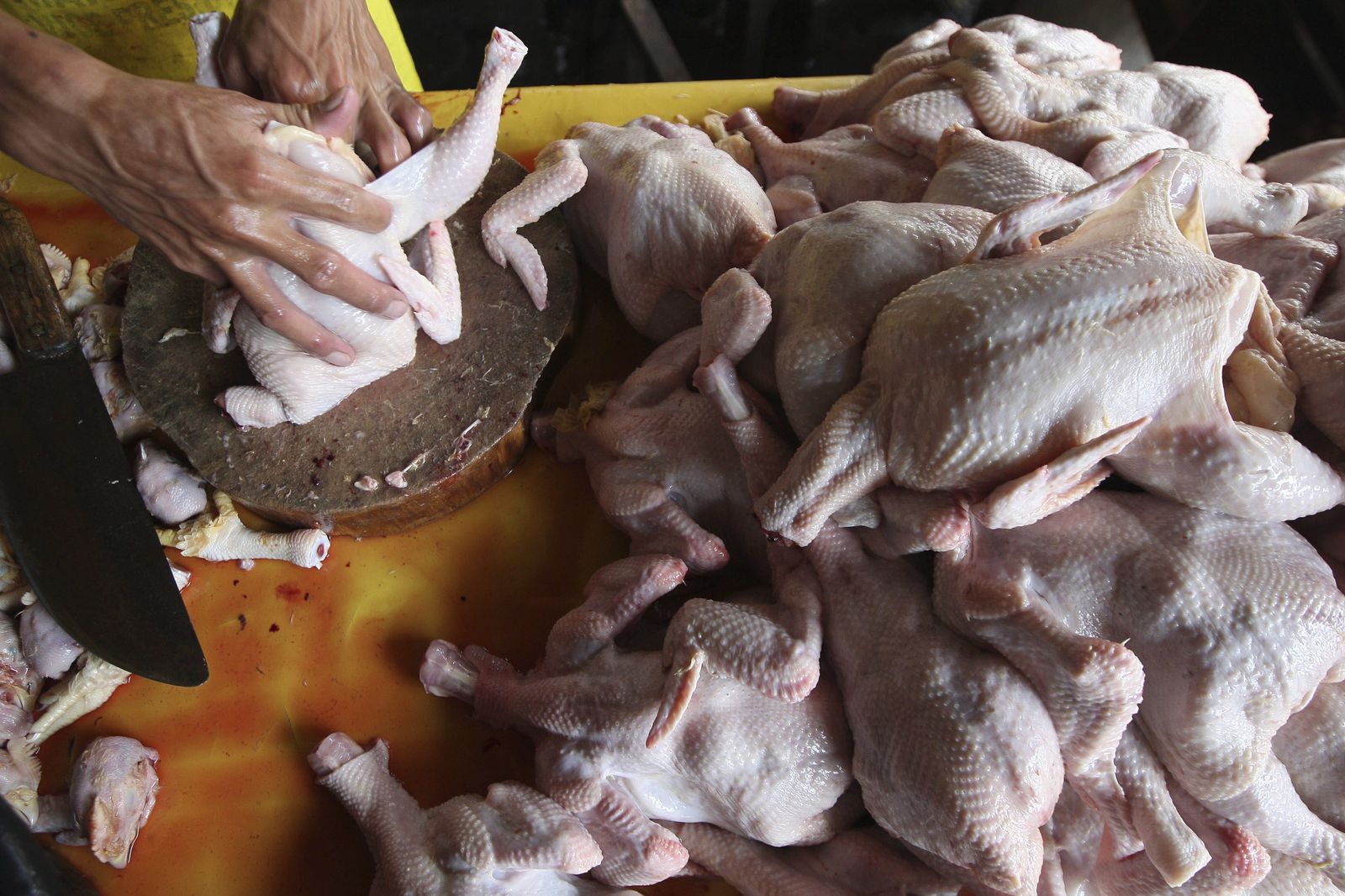 Panamá emite alerta zoosanitaria ante el riesgo de una peligrosa gripe aviar